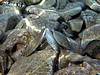 Chelon sp. (?) & Sarpa salpa