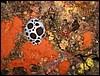 hvzdnatky Discodoris atromaculata a Hypselodoris tricolor na houb Reniera fulva 