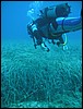 podmosk louka - Posidonia oceanica