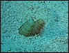 podzemn keble Solenocurtus strigillatus - zahrabvac sekvence