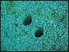 nory od sifon Solenocurtus strigillatus