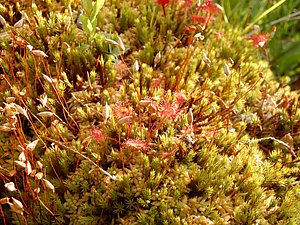 DSCN0156.JPG