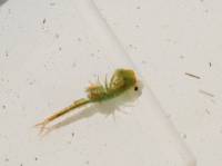 07 Anostraca zabronozka Siphonophanes grubii IMG_0583 
