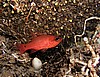 Apogon imberbis