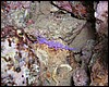 nahožábrý plž Flabellina affinis