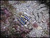 hvězdnatky Hypselodoris tricolor po páření
