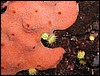 houba Reniera fulva + žahavci Leptopsammia pruvoti
