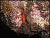 slizoun Lipophrys nigriceps
