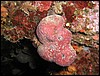 houba Petrosia ficiformis žraná hvězdnatkami Discodoris atromaculata