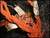 ropušnice malá Scorpaena notata na houbě Axinella cannabina