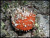 mlž Spondylus sp., porostlý houbou Crambe crambe