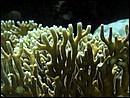 Milepora dichotoma (Hydrozoa)