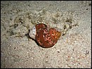 Turbo petholanus (Mollusca) hosting Dardanus cf. tinctor (Decapoda)