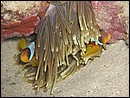 Amphiprion bicinctus (Pomacentridae) with eggs