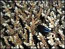 Pseudochromis springeri (Pseudochromidae)