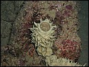 unidentified Porifera