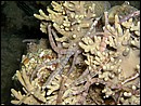 Corythoichthys schultzi (Syngnathidae)