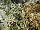 Eronea caurica (Prosobranchia)