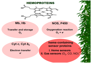 Picture from a conference presentation – hemoproteins are divided into four main classes. Author: Markéta Martínková.