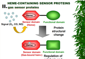 Picture from a conference presentation – heme-containing gas sensor proteins: mechanism and functions. Author: Markéta Martínková.