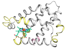 Structure of a heme-containing sensor protein (a detail of its sensor domain). The design of this model is based on the results of the H-D exchange experiments, and the model serves as an example of the sensor domain structure. Authors: Václav Martínek and Martin Stráňava.