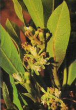 obr.1 - rostlina rodu Dichapetalum obr.1 - rostlina rodu Dichapetalum
